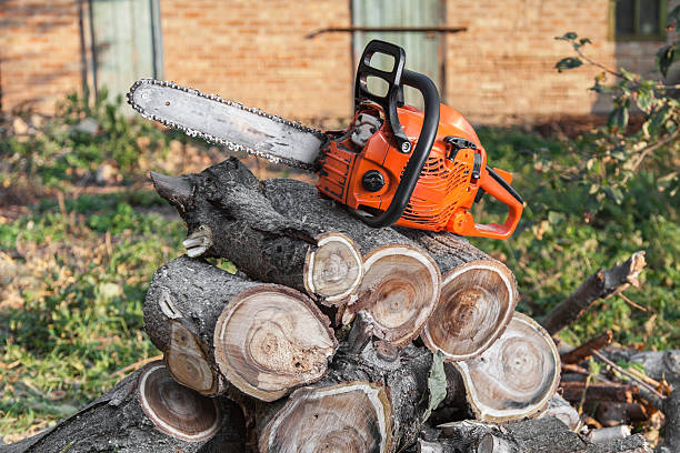 The Steps Involved in Our Tree Care Process in Allen Park, MI